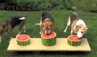 小狗能吃西瓜吗 狗狗能吃西瓜吗